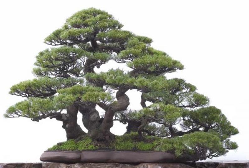 Bonsai tiểu cảnh đẹp