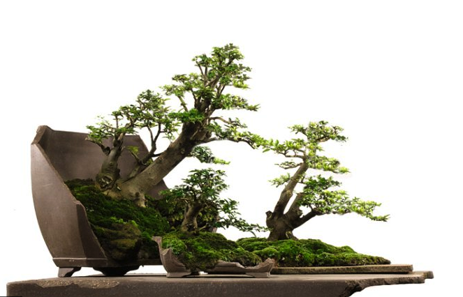 Bonsai tiểu cảnh đẹp