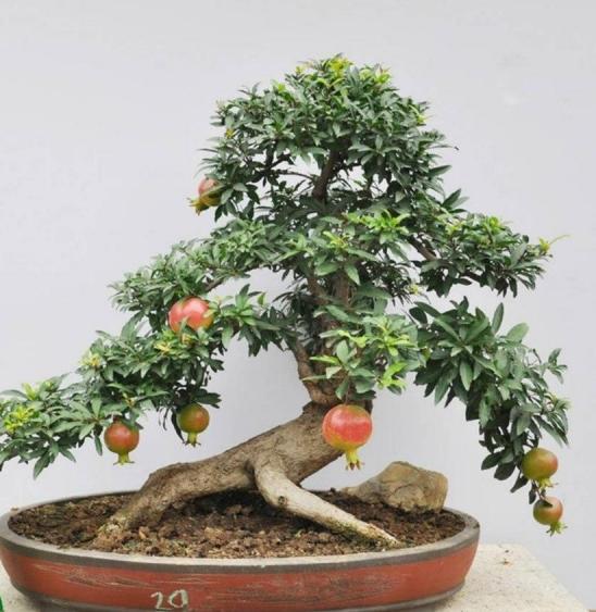 Bonsai tiểu cảnh đẹp