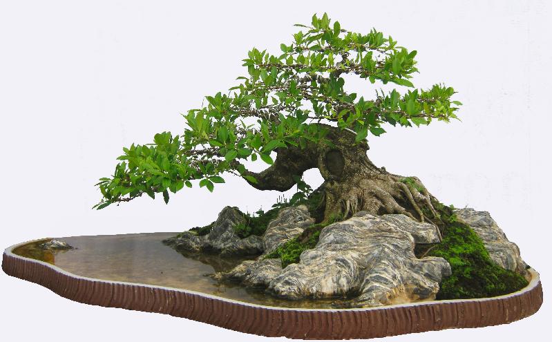 Bonsai tiểu cảnh đẹp