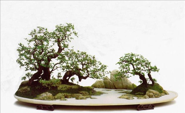 Bonsai tiểu cảnh đẹp