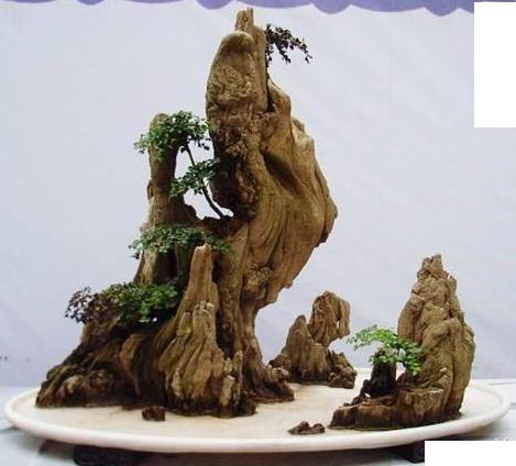 Bonsai tiểu cảnh đẹp