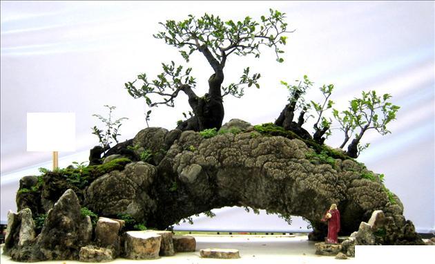 Bonsai tiểu cảnh đẹp