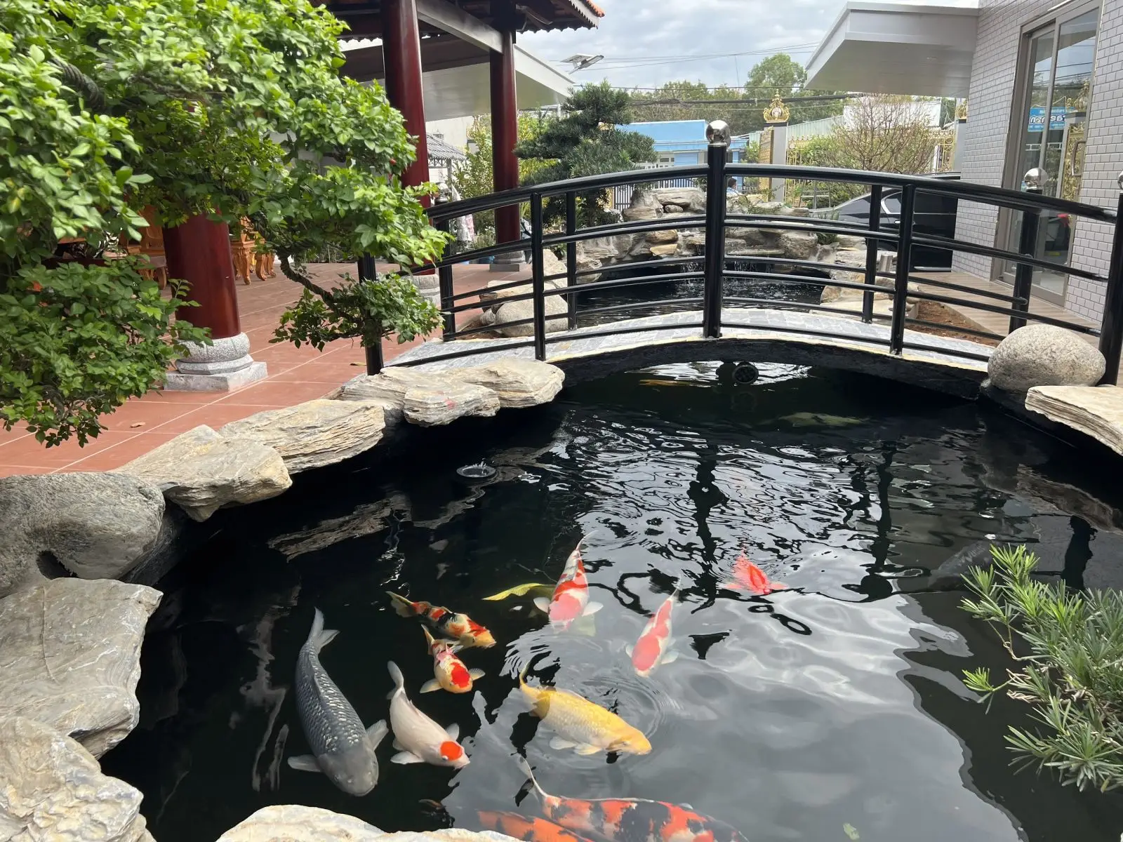 Hồ cá koi đẹp nhất thế giới - Cẩm nang thiết kế và chăm sóc tuyệt vời