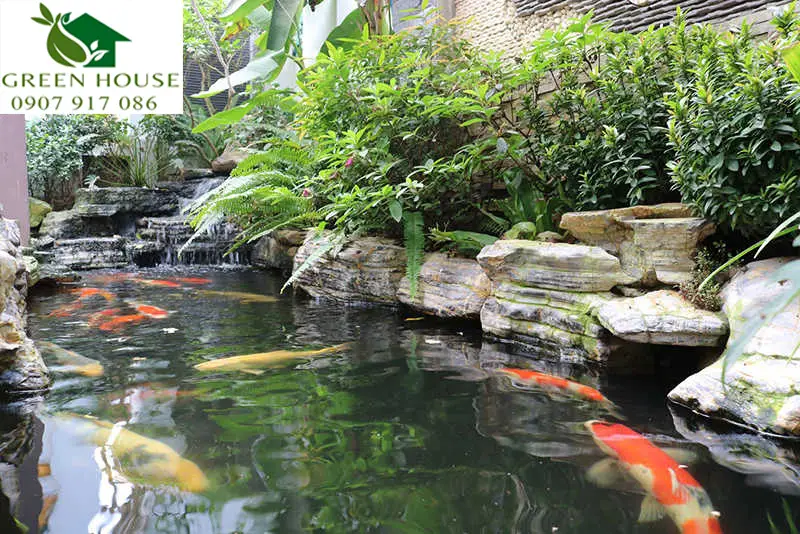 Hồ cá koi đẹp - Vẻ đẹp bình yên và nghệ thuật sống giữa thiên nhiên