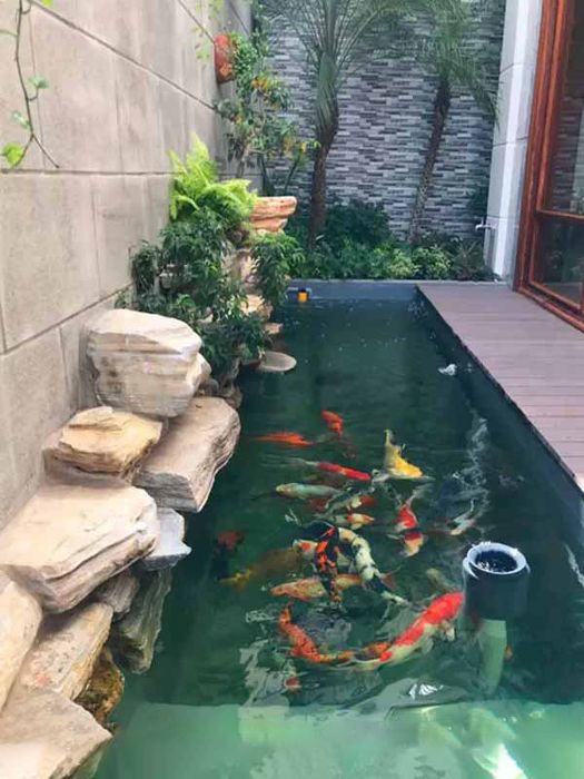 Hồ cá koi đơn giản - Tối ưu không gian sống xanh và thư giãn