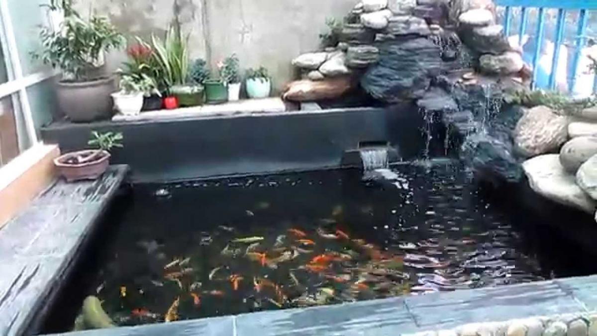 Hồ cá koi đơn giản - Tối ưu không gian sống xanh và thư giãn
