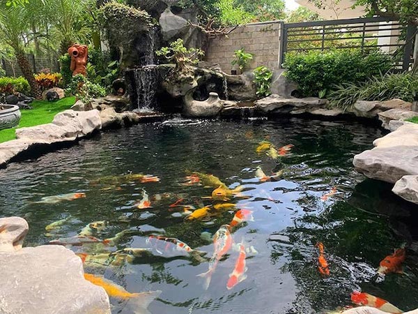 Hồ cá koi đơn giản - Tối ưu không gian sống xanh và thư giãn