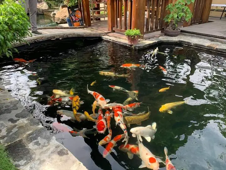 Hồ cá koi mini - Lựa chọn ý tưởng hồ nước nhỏ cho không gian đỉnh cao