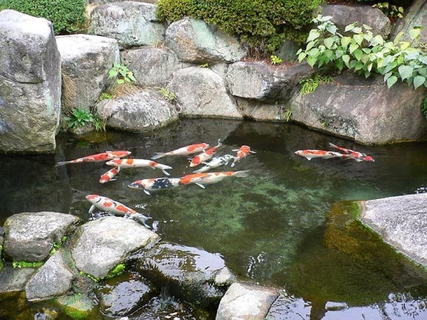 Hồ cá koi mini - Lựa chọn ý tưởng hồ nước nhỏ cho không gian đỉnh cao