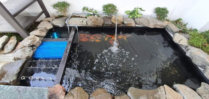 Hồ cá koi mini - Lựa chọn ý tưởng hồ nước nhỏ cho không gian đỉnh cao