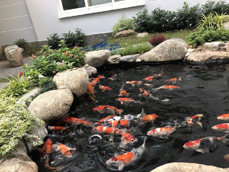 Hồ cá koi mini - Lựa chọn ý tưởng hồ nước nhỏ cho không gian đỉnh cao
