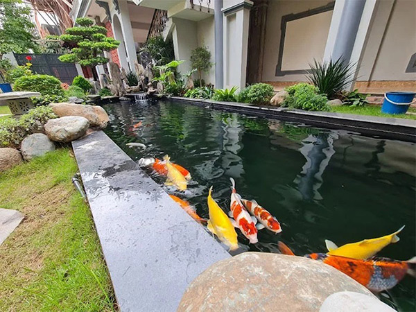 Hồ cá koi - Nghệ thuật sống hòa quyện cùng thiên nhiên trong không gian nhà bạn