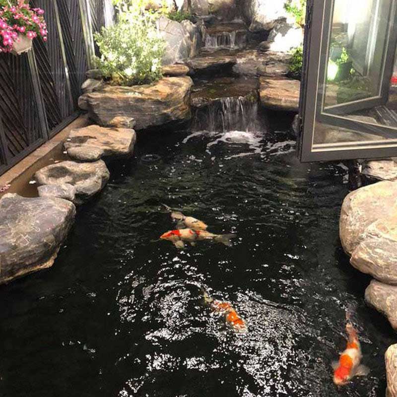 Hồ cá koi trong nhà - Không gian sống xanh và phong cách đẳng cấp