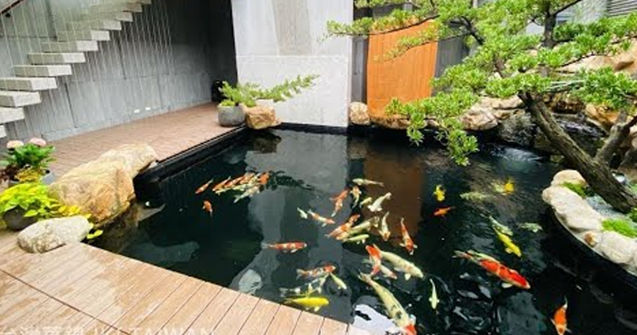 Hồ cá koi trong nhà - Không gian sống xanh và phong cách đẳng cấp