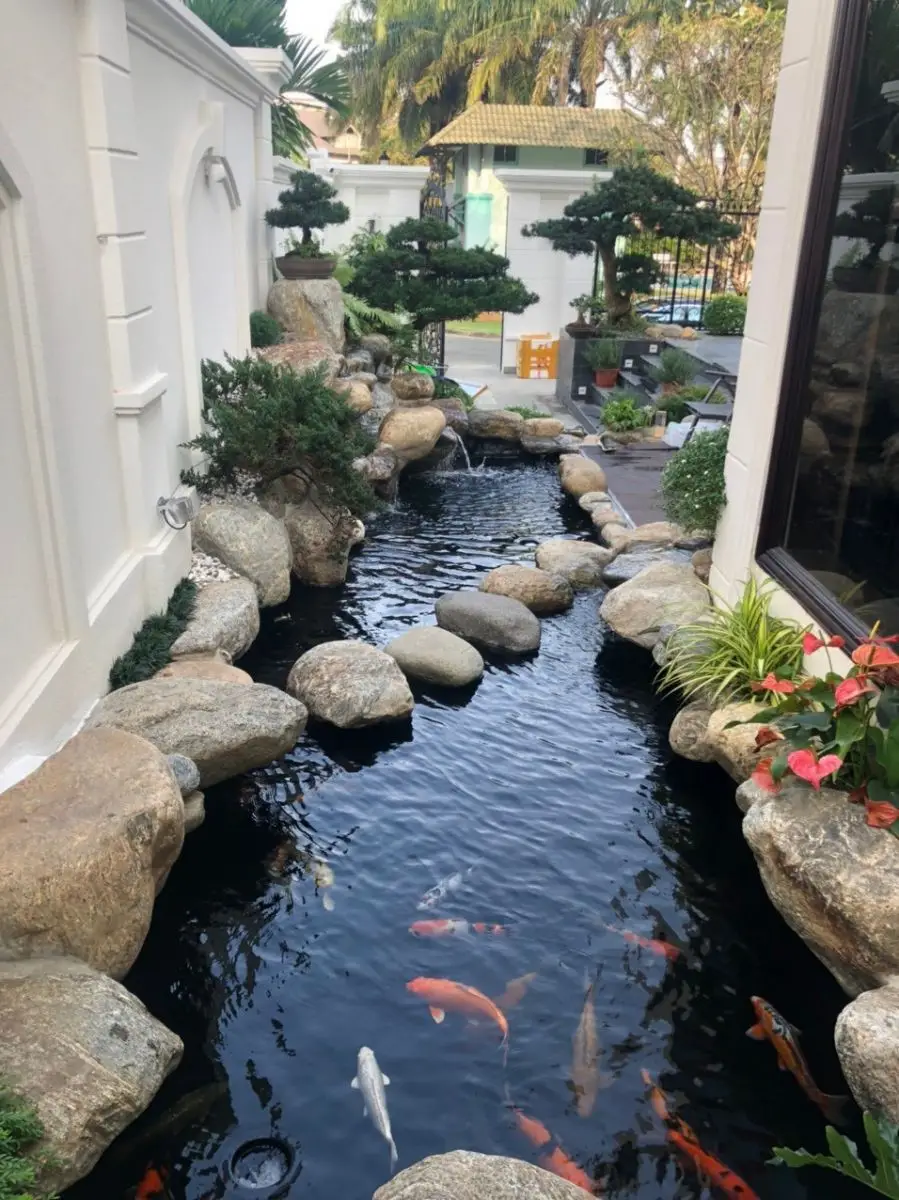 Hồ cá koi trong nhà - Không gian sống xanh và phong cách đẳng cấp