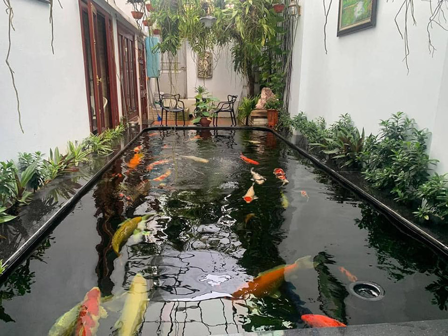 Thi công hồ cá koi – Chuyên môn chuyên sâu cho một thủy cảnh hoàn hảo