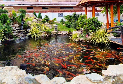 Thi công hồ cá koi – Chuyên môn chuyên sâu cho một thủy cảnh hoàn hảo