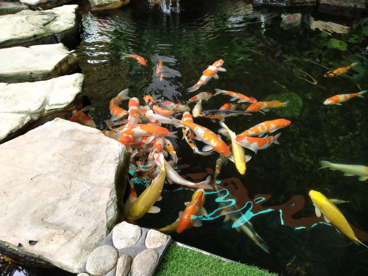 Thi công hồ cá koi – Chuyên môn chuyên sâu cho một thủy cảnh hoàn hảo