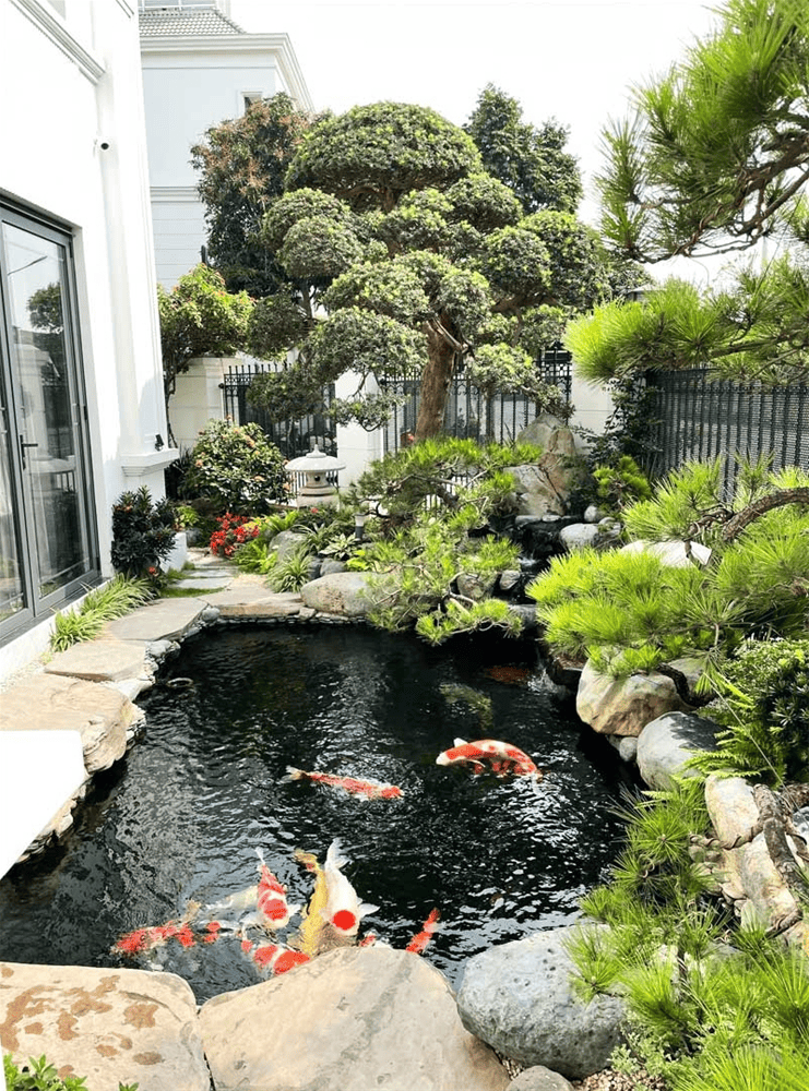 Thiết kế hồ cá koi - Lối đi riêng cho không gian sống đẳng cấp