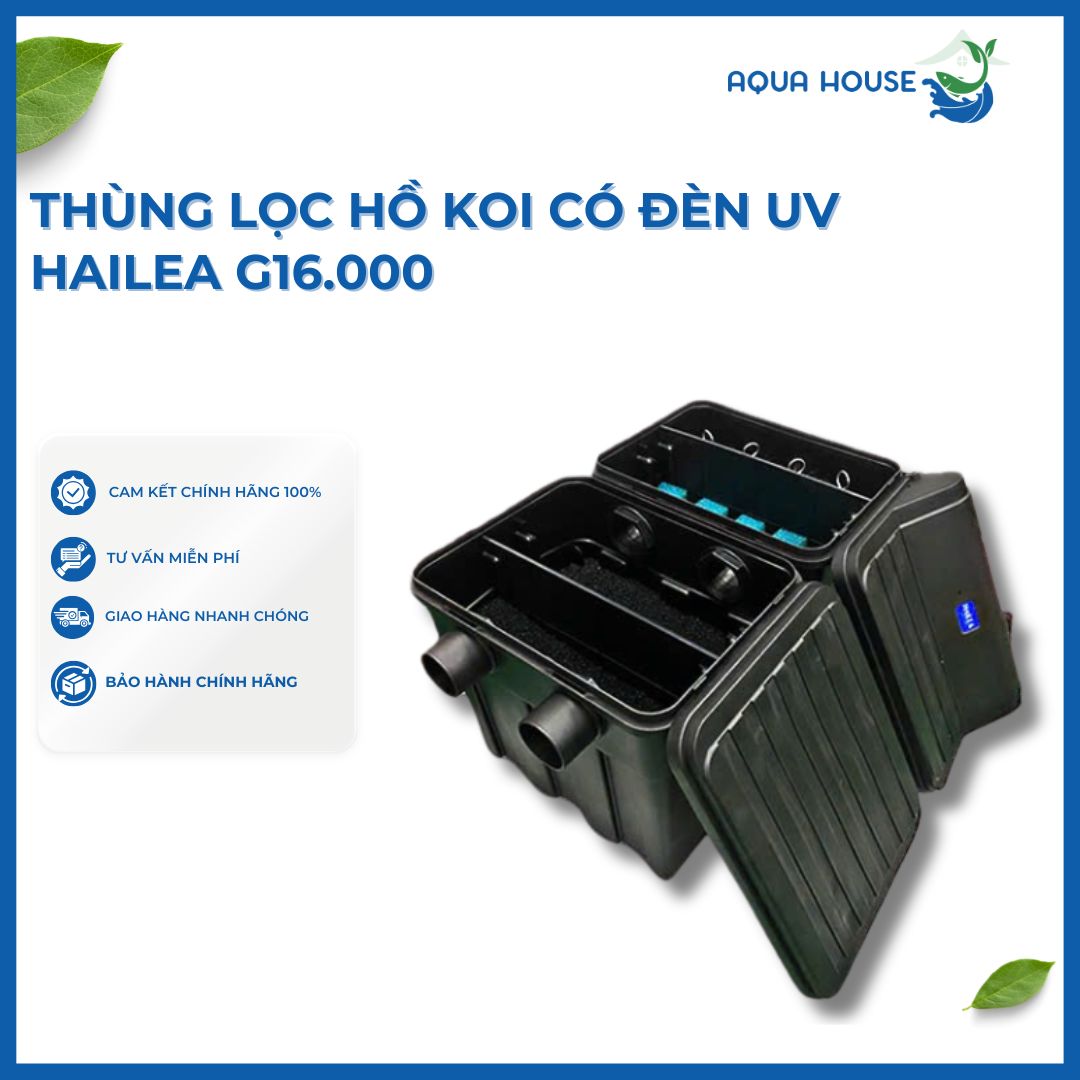 Thùng lọc hồ cá koi - Giải pháp tối ưu cho bể nước koi trong sân vườn