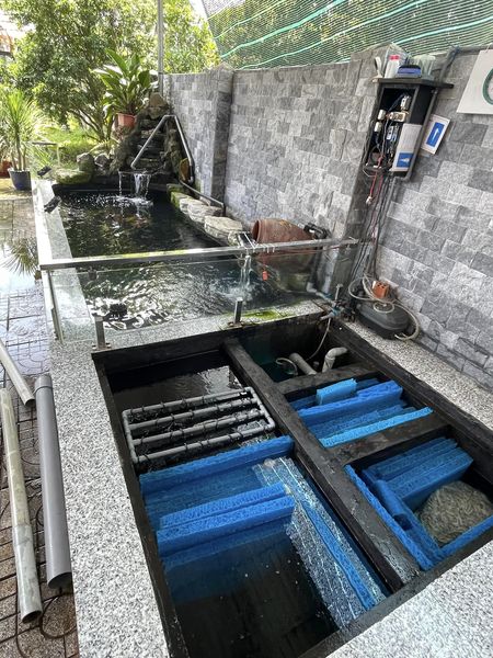 Lọc hồ cá koi – Bí quyết giữ gìn vẻ đẹp tự nhiên của hồ cá koi nhà bạn