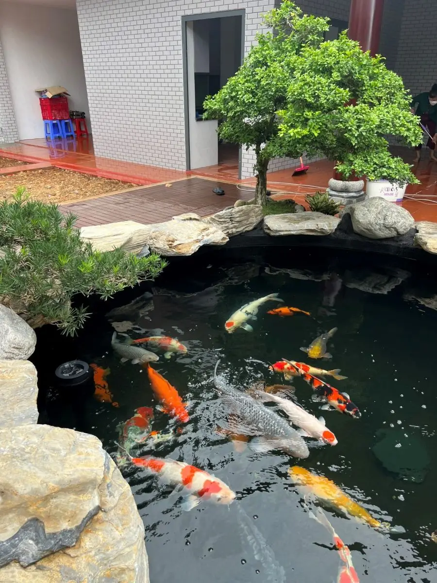Thiết kế hồ cá chép koi – Bí quyết tạo không gian thư thái độc đáo cho sân vườn