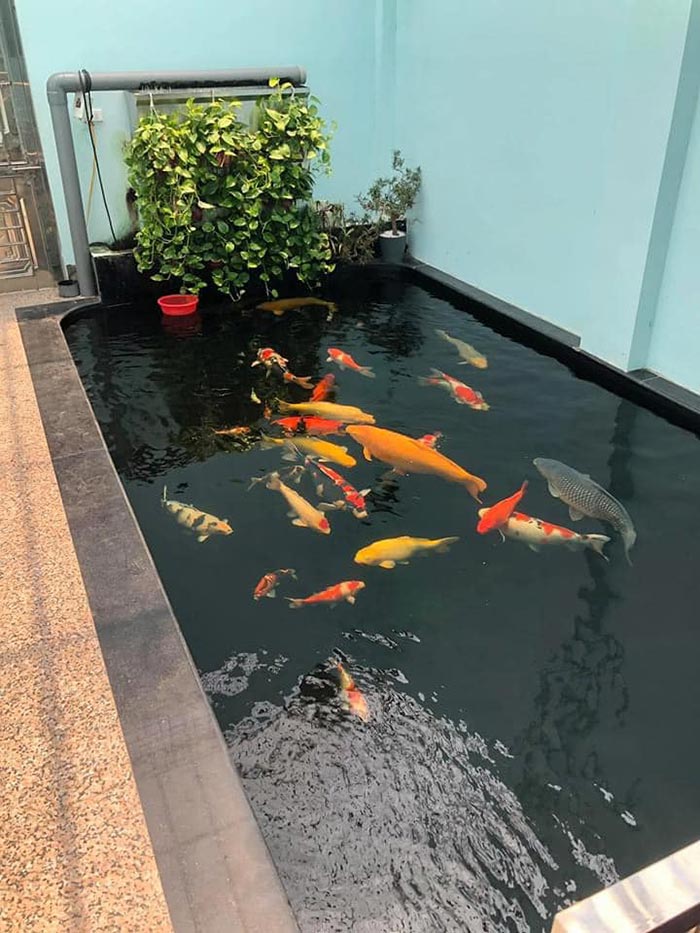 Thiết kế hồ cá chép koi – Bí quyết tạo không gian thư thái độc đáo cho sân vườn